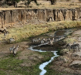 1 day Tanzani safari tours to Tarangire National park