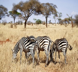 4 days Tanzania Serengeti migration safari packages