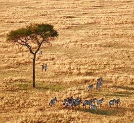 5 days Serengeti great migration