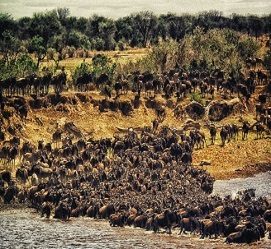 5 days Serengeti wildebeest migrations