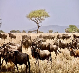 5 days Serengeti Wildebeest Migration Safari