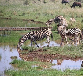 6 days big migration safari tours in Tanzania