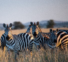 Tanzania safari to Arusha, Serengeti, Tarangire, Manyara & Ngorongoro crater 6 days