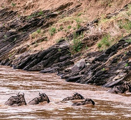 Wildebeest migration 6 days Tanzania tours