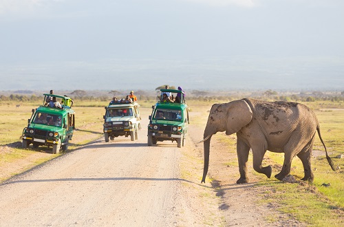 Affordable and best Tanzania safari: luxury and budget Tanzania safari for 2023, 2024, and 2025