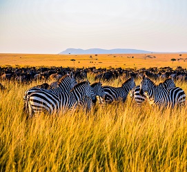 Tanzania sharing safari 2 days